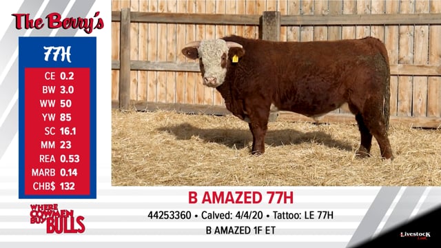 Lot #77 - B AMAZED 77H