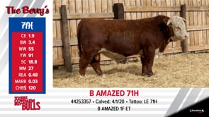 Lot #71 - B AMAZED 71H