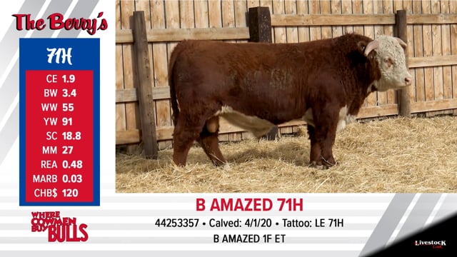 Lot #71 - B AMAZED 71H