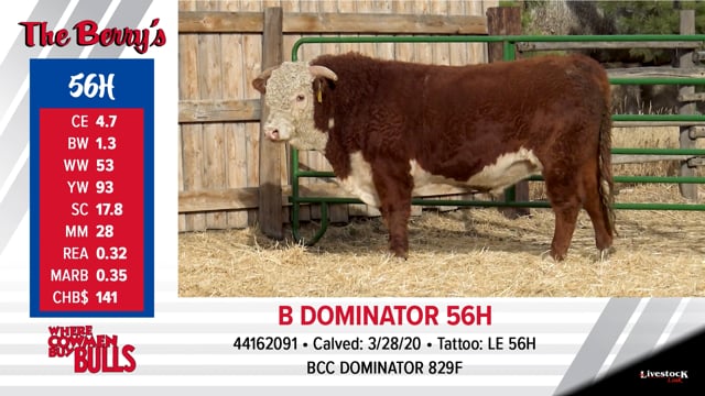 Lot #56 - B DOMINATOR 56H