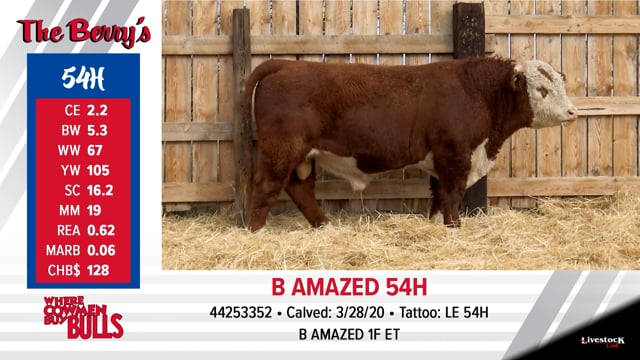 Lot #54 - B AMAZED 54H