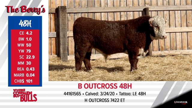 Lot #48 - B OUTCROSS 48H ***OUT OF SALE***