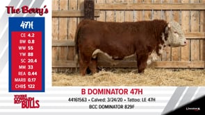 Lot #47 - B DOMINATOR 47H