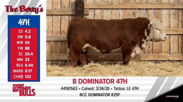 Lot #47 - B DOMINATOR 47H