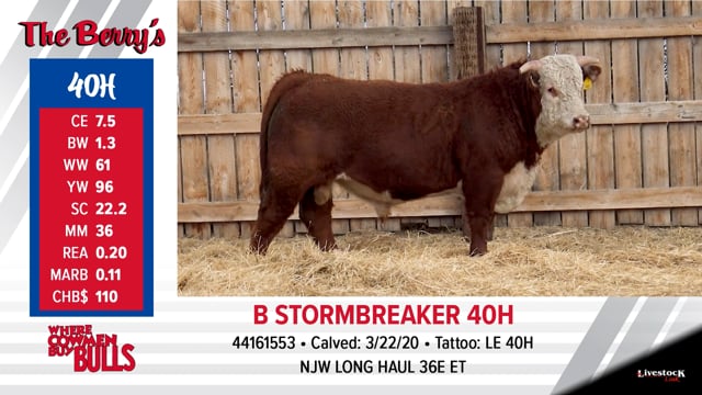 Lot #40 - B STORMBREAKER 40H