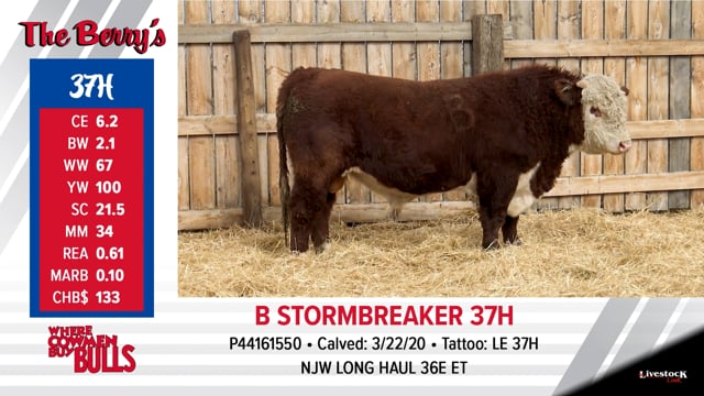 Lot #37 - B STORMBREAKER 37H
