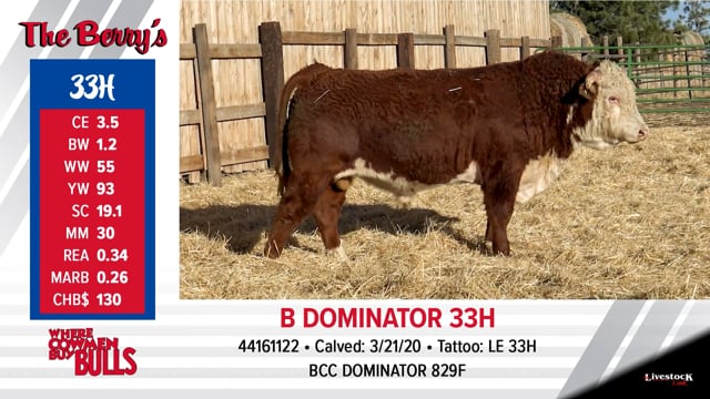 Lot #33 - B DOMINATOR 33H