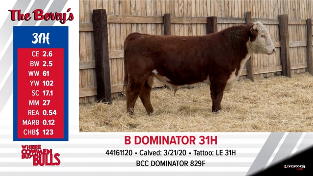 Lot #31 - B DOMINATOR 31H