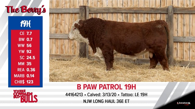 Lot #19 - B PAW PATROL 19H