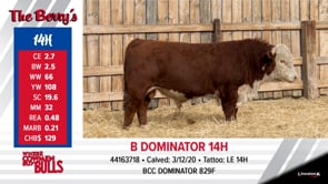 Lot #14 - B DOMINATOR 14H
