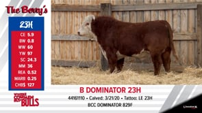 Lot #23 - B DOMINATOR 23H ***OUT OF SALE***