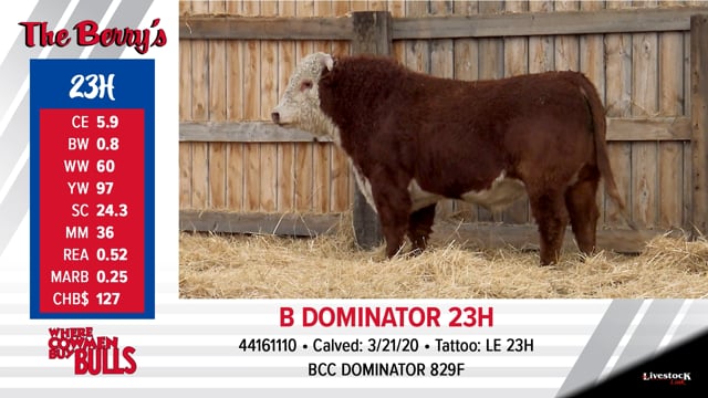Lot #23 - B DOMINATOR 23H ***OUT OF SALE***