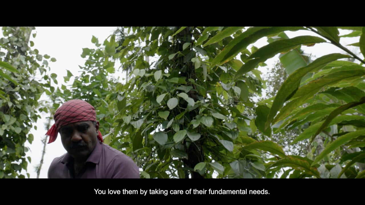 Green Wars, a video by Joel Elias