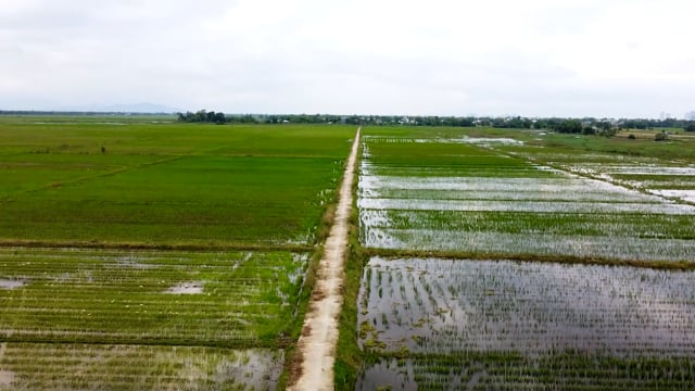 Field, Road, Rice Field. Free Stock Video - Pixabay
