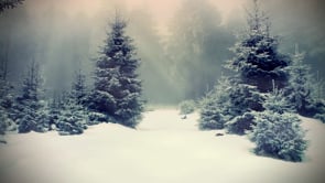 forest, snow, fog