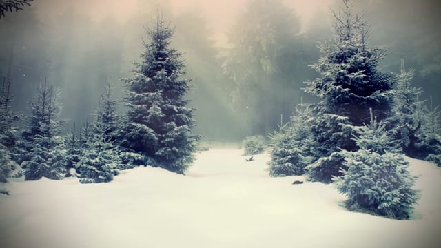 Pine, Forest, Snow. Free Stock Video - Pixabay