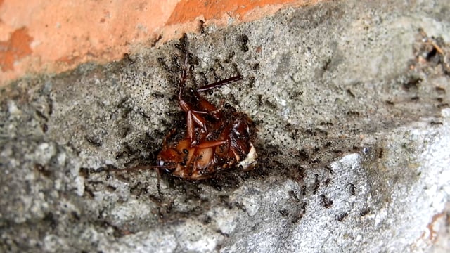 Marco Insects Nature Macro Insects Free Stock Video - Pixabay