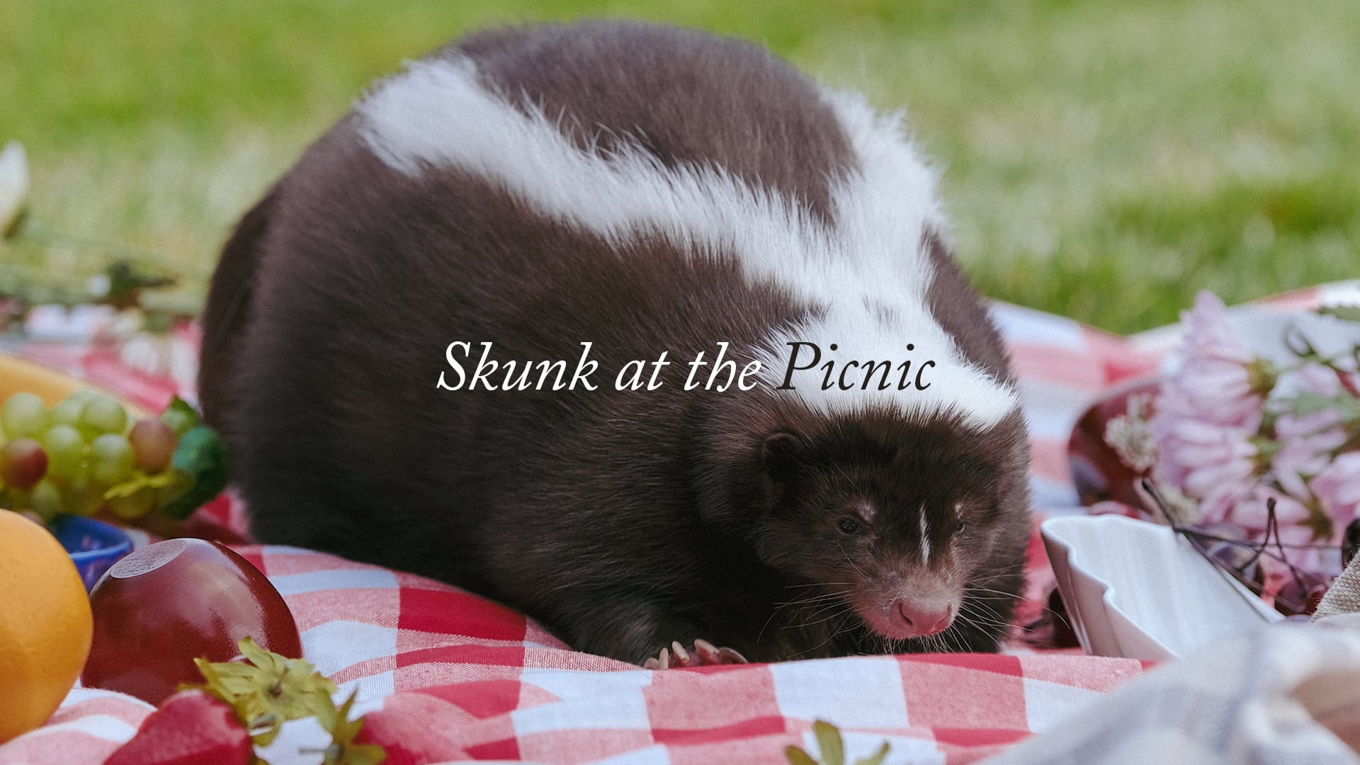 Skunk at the Picnic