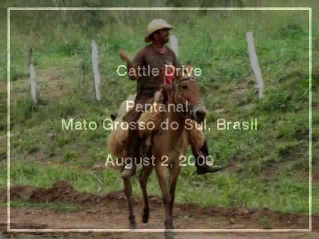 Cattle Drive in Pantanal