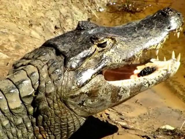 Wildlife on the Abobral River