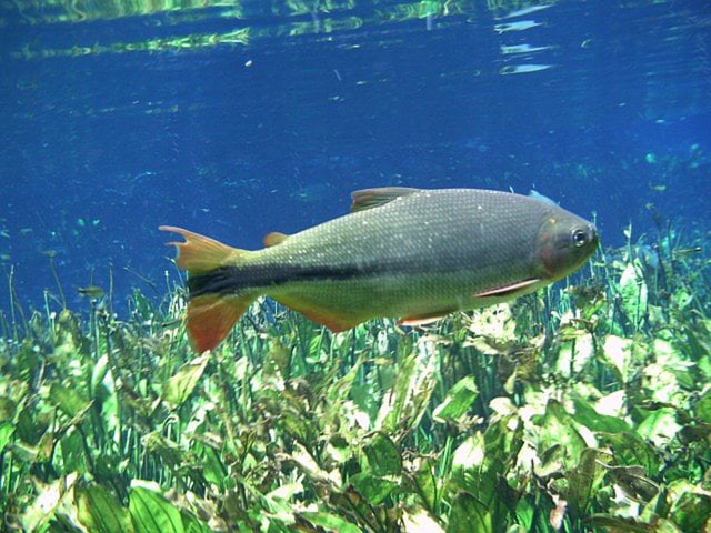 Snorkeling at Baía Bonita