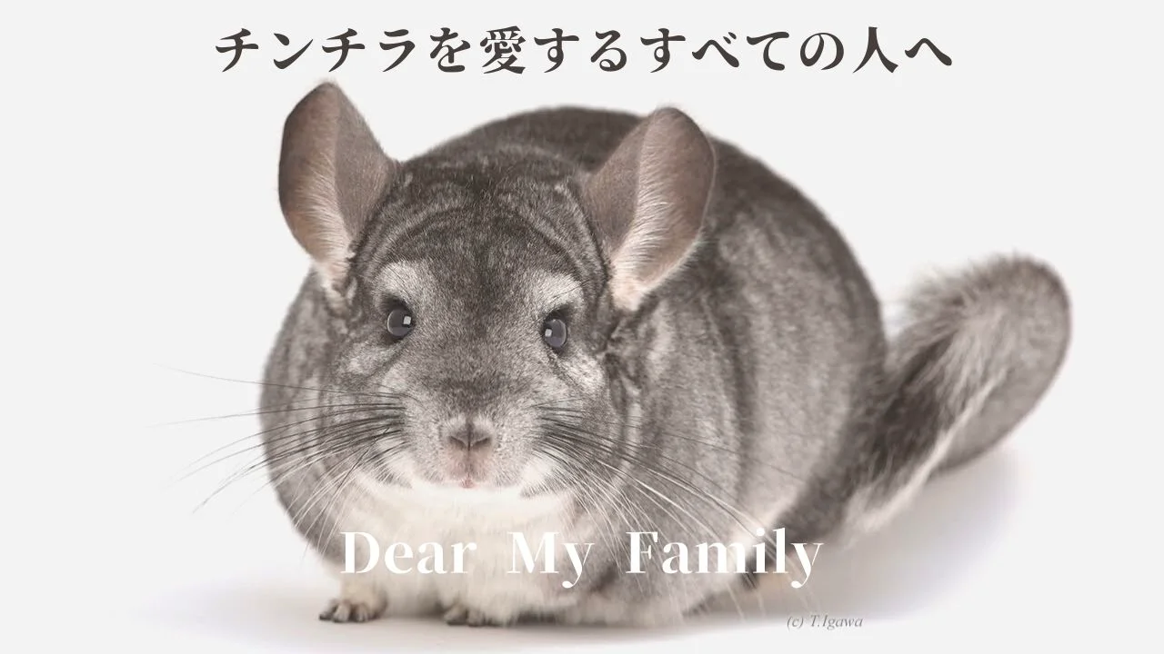 チンチラ様ご確認です。 チンチラの弎陸玖と弎詁同 on X: 