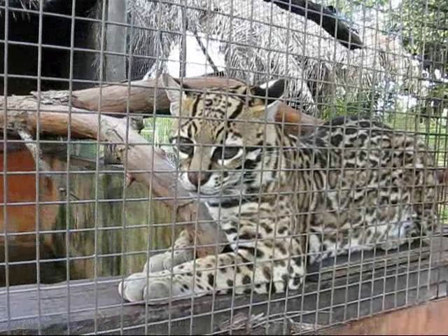 Ocelot, Reserva Ecologica Baía Bonita