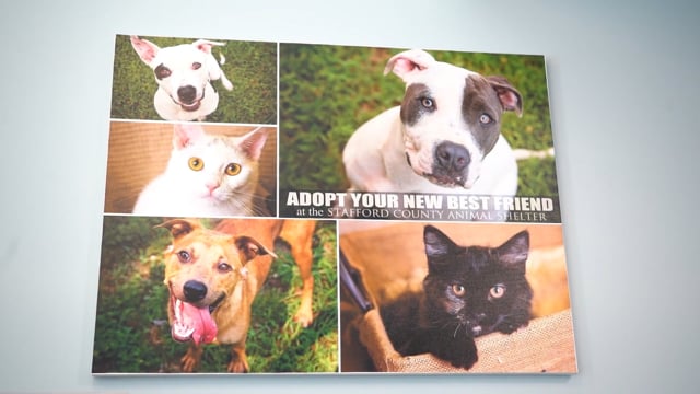 Did You Know? How to Adopt an Animal from the Stafford County Animal Shelter
