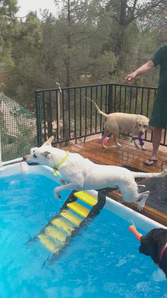 Pool ramp hotsell for dogs