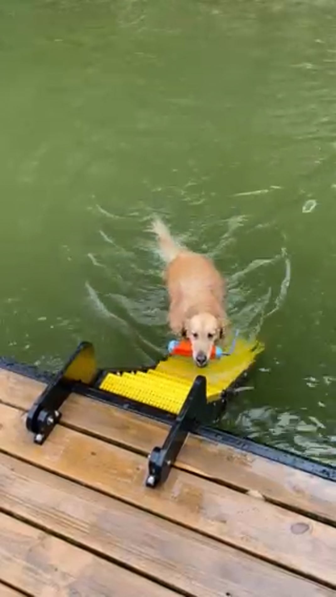 Dock ladders for store dogs