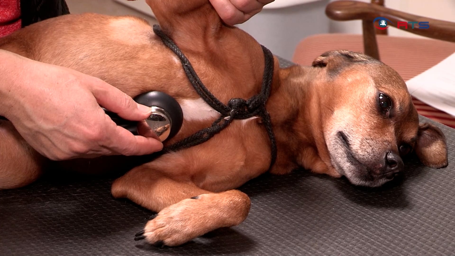 wellness-fuer-hund-katz-wahl-salzburgerin-behandelt-haustiere-mit-ganzheitlicher-naturmedizin