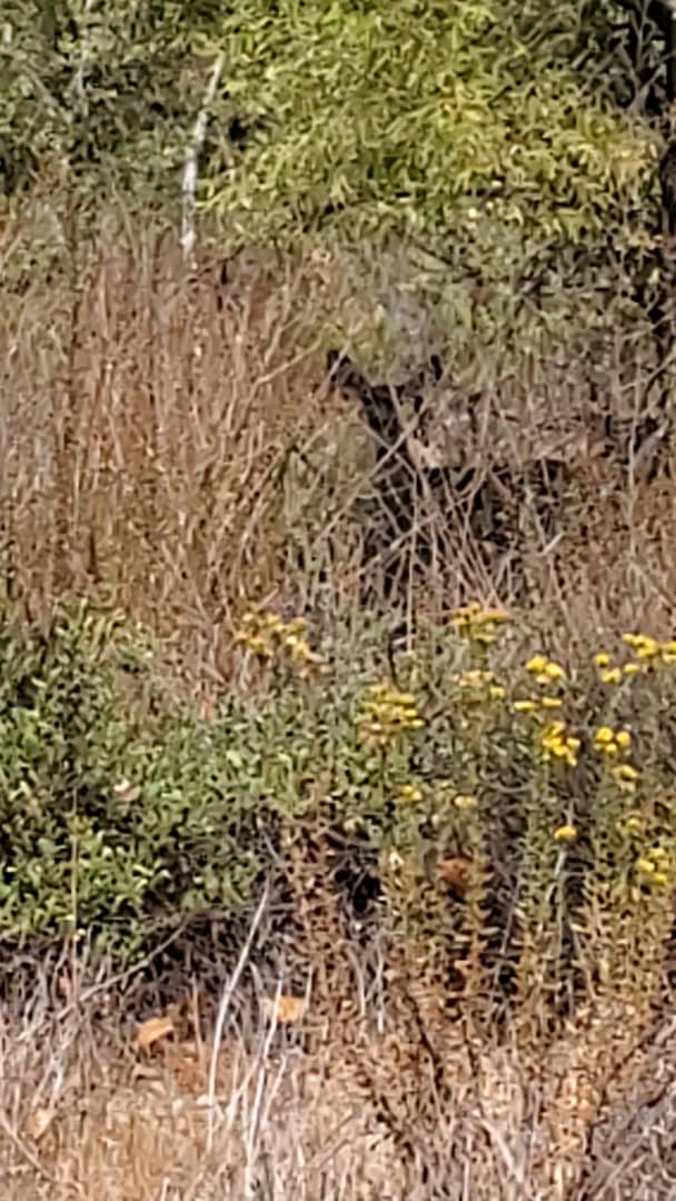 Deer at Mission Trails' Kumeyaay Lake Campground (credit Mike Crump) on