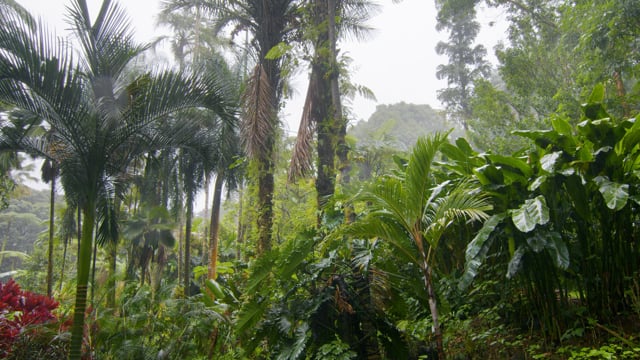 Rain in Tropical Forest. Part 2