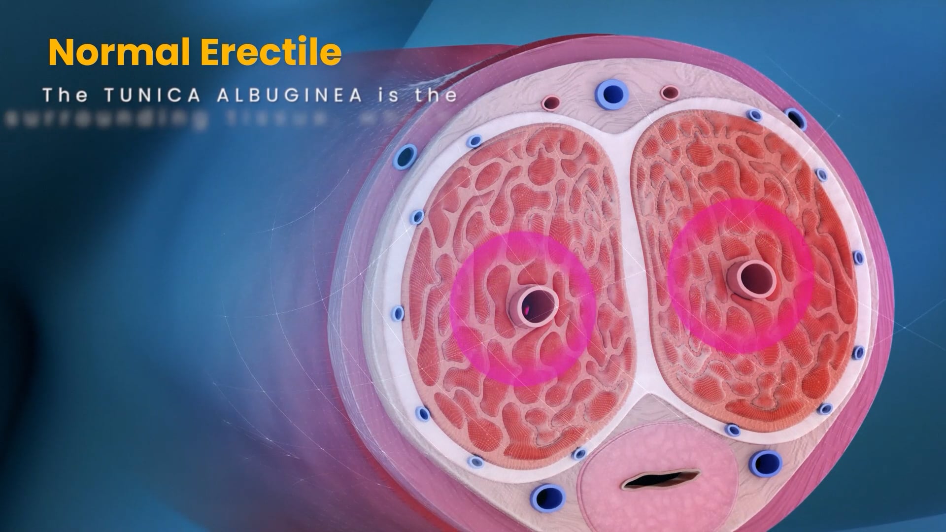 Erection mechanism Tunica Albuginea on Vimeo