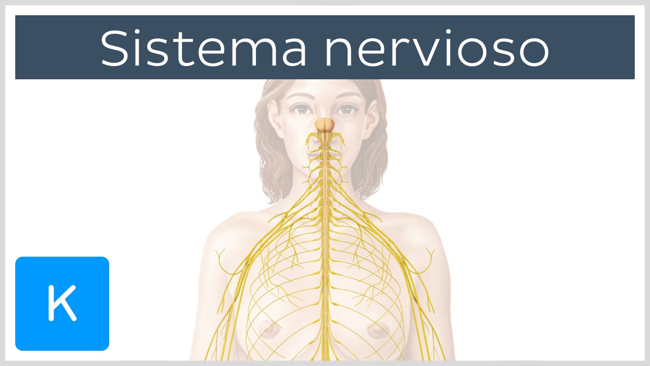 Muestra Regular Recogiendo Hojas Dibujo De Las Partes Del Sistema 