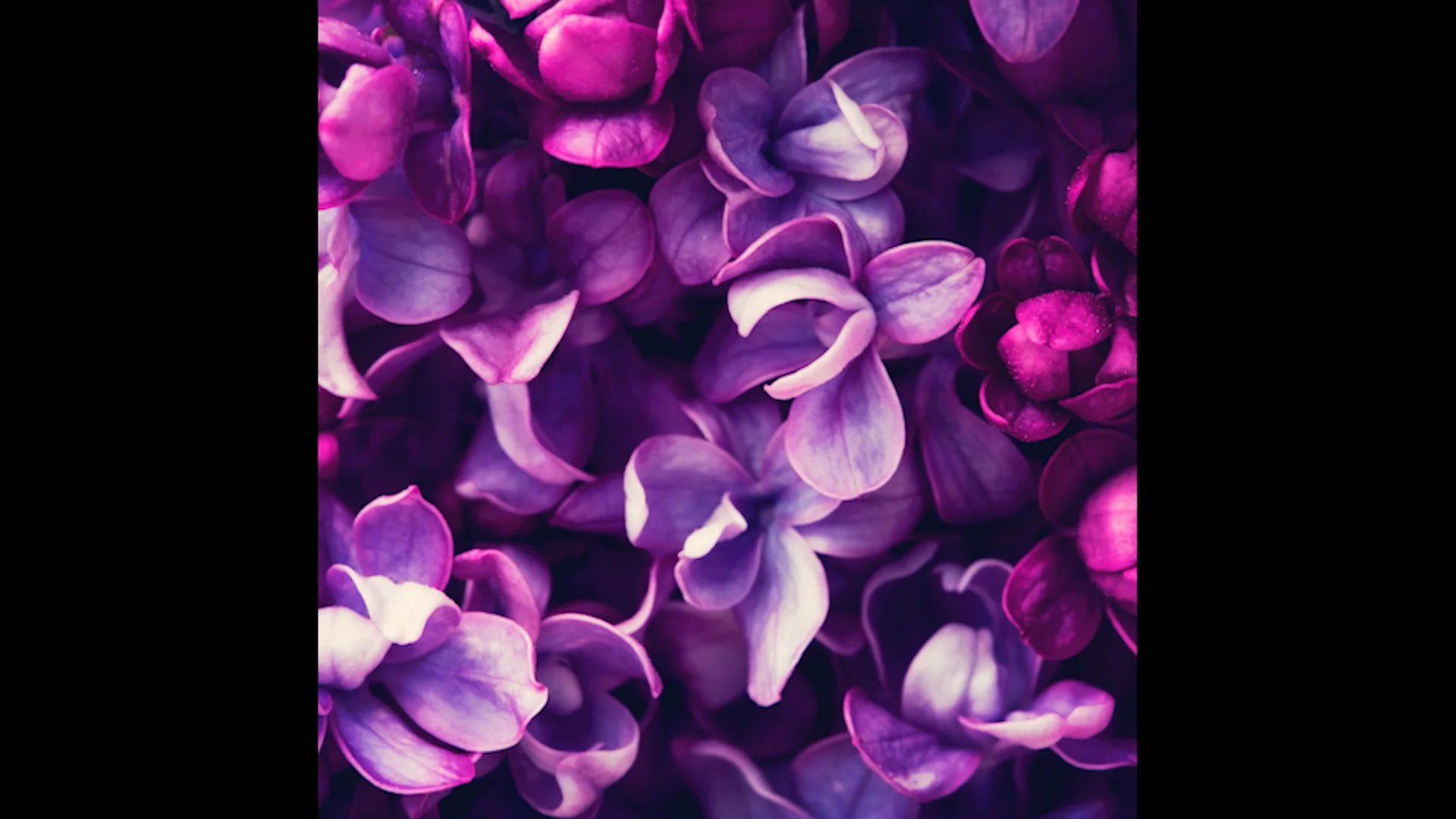 flowers on Vimeo