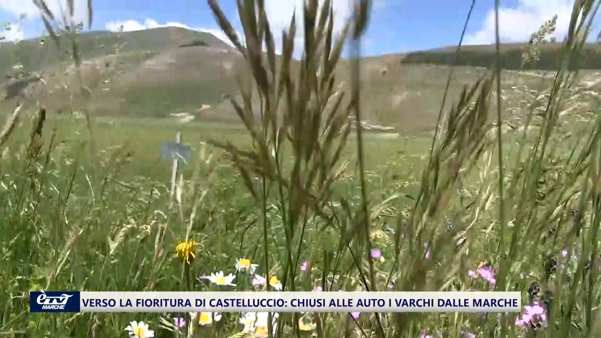 Verso il clou della fioritura di Castelluccio, ma varchi chiusi dalle Marche. Si cercano soluzioni - VIDEO