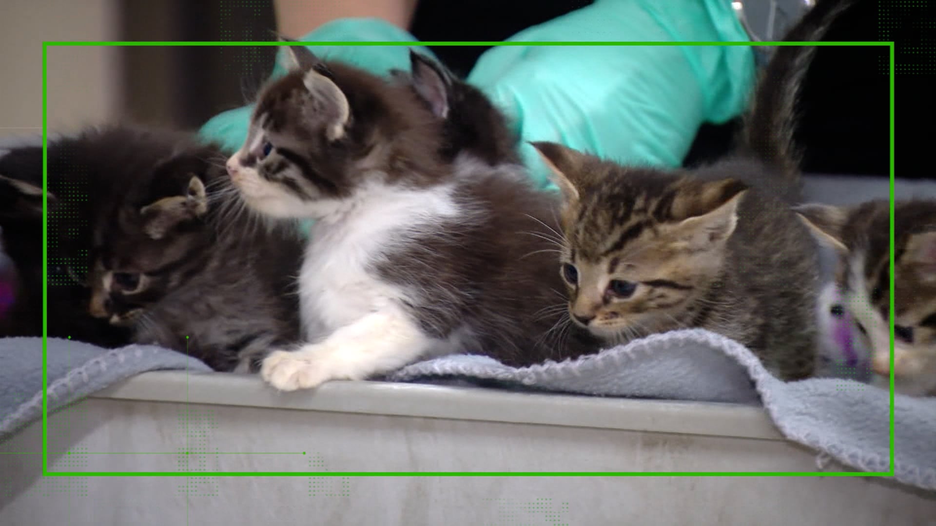 Verify: Cats & Covid on Vimeo