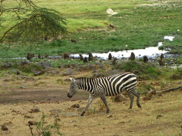 Lake Nukuru National Park
