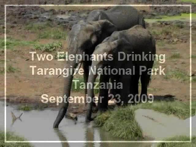 Two Elephants Drinking