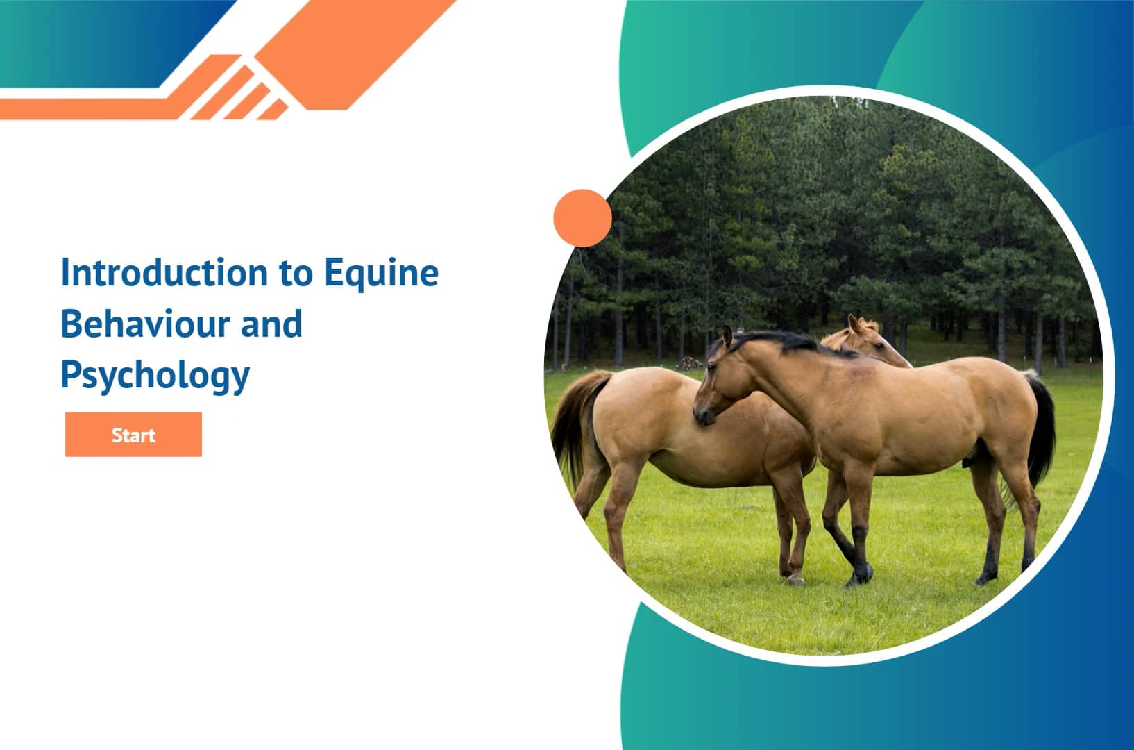1 Introduction to Equine Behaviour and Psychology on Vimeo