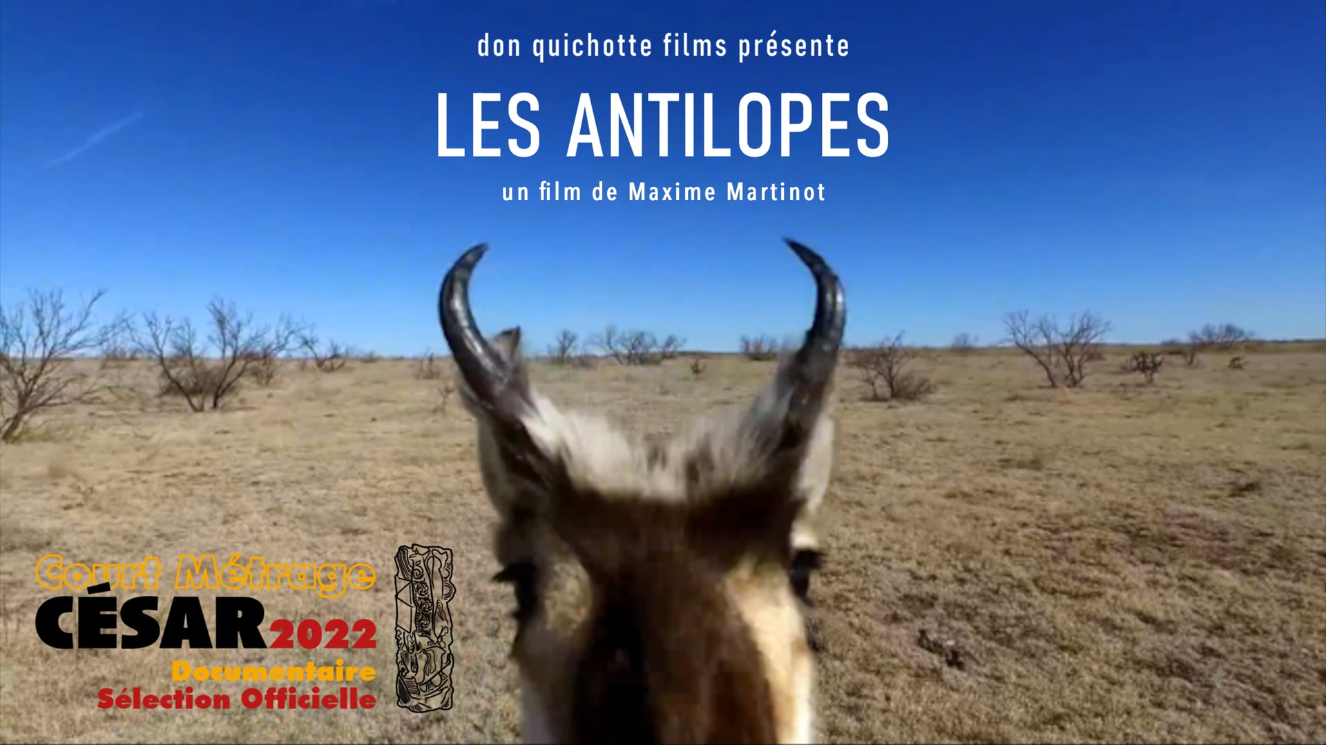 Les antilopes Bande annonce