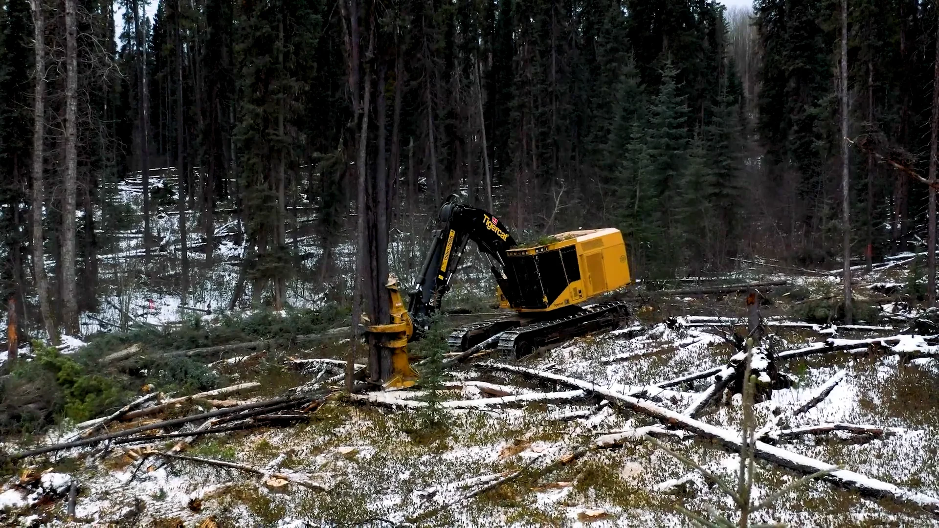 X870D Feller Buncher | Tree Shear | Logging Equipment | Tigercat