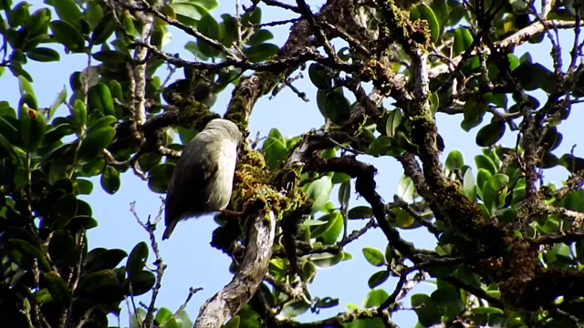 What's Killing Hawaiʻi's Forest Birds?, by U.S. Fish and Wildlife Service:  Pacific Islands, Conservation in the Pacific Islands