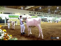 Terneras de 6 a 8 meses