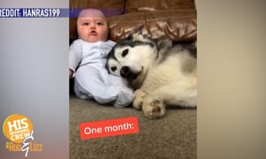 This Husky and Baby Relationship is so CUTE