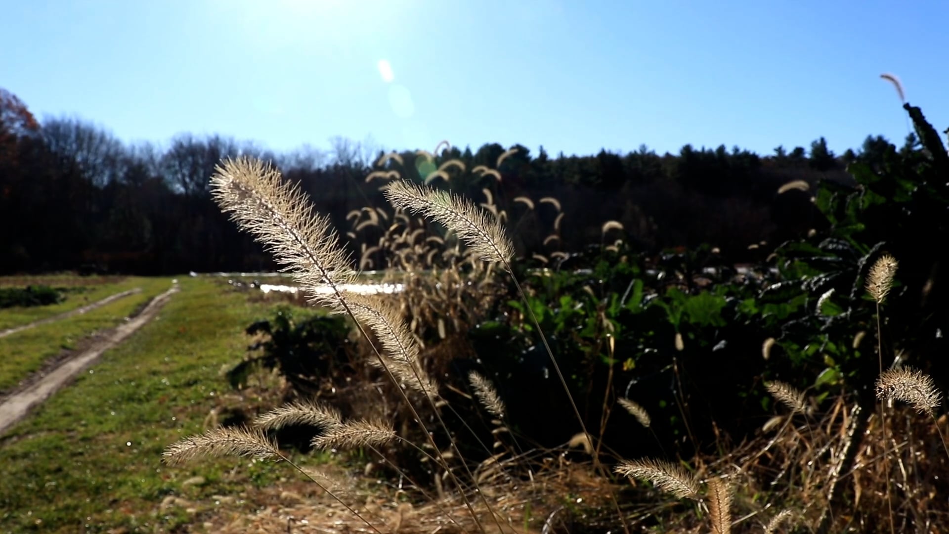 Planting Roots, trailer