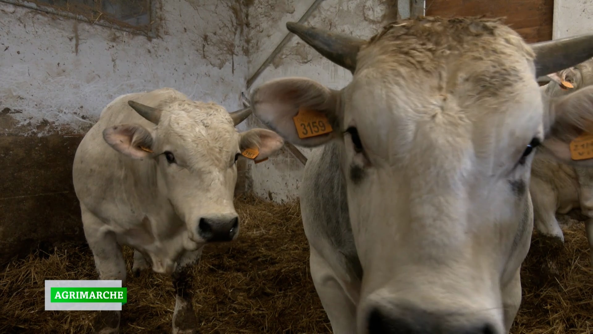 Storie di agricoltura giovane, quando le mucche sono meglio della fabbrica - VIDEO