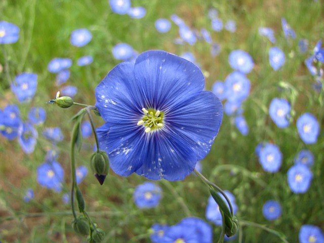 Flax Flower and Garter Snake