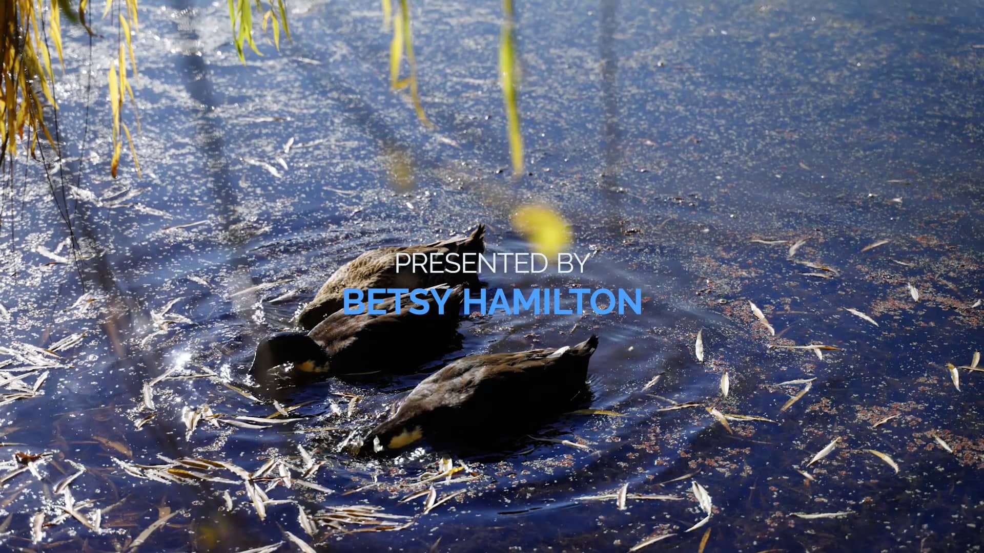 14642 Lime Kiln Rd. Tour on Vimeo